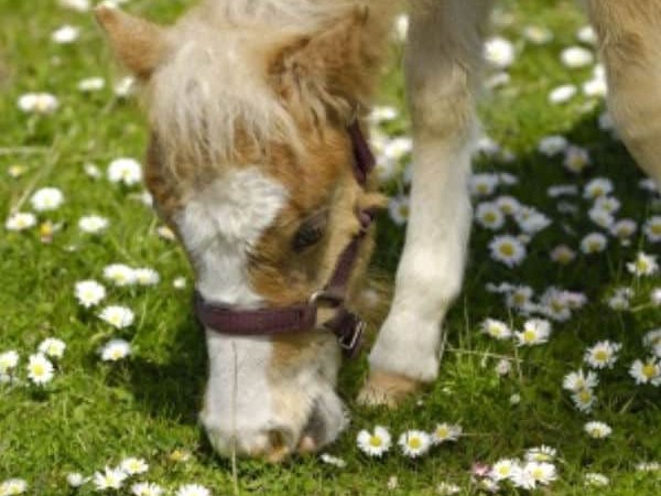 lebenspuls theme horses