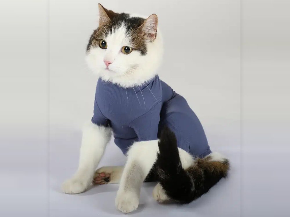 opbody theme cats