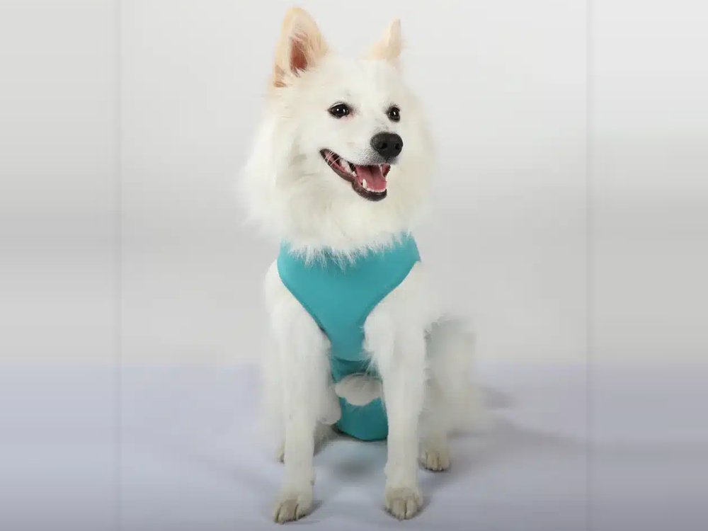 opbody theme vests
